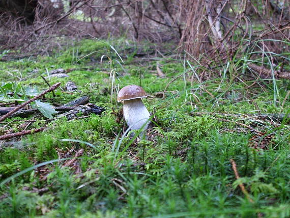 hríb smrekový Boletus edulis Bull.