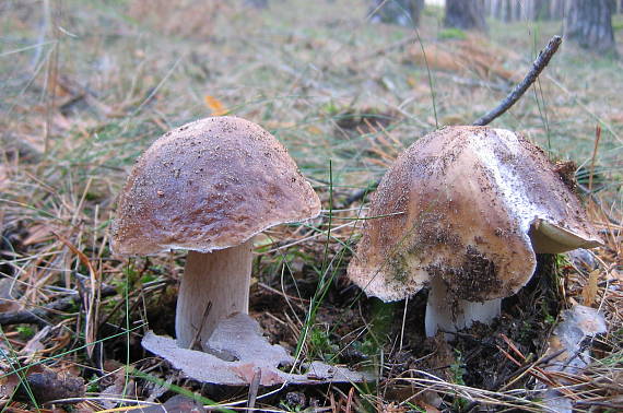 hríb smrekový Boletus edulis Bull.