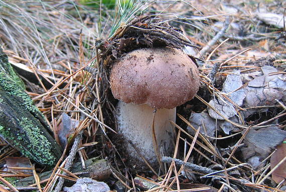 hríb smrekový Boletus edulis Bull.