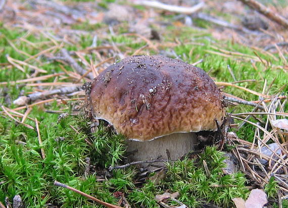 hríb smrekový Boletus edulis Bull.