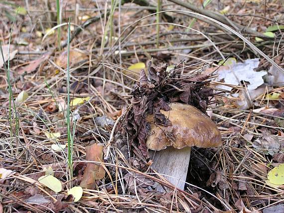 hríb smrekový Boletus edulis Bull.