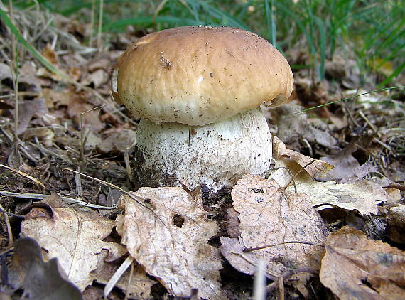 hríb smrekový Boletus edulis Bull.