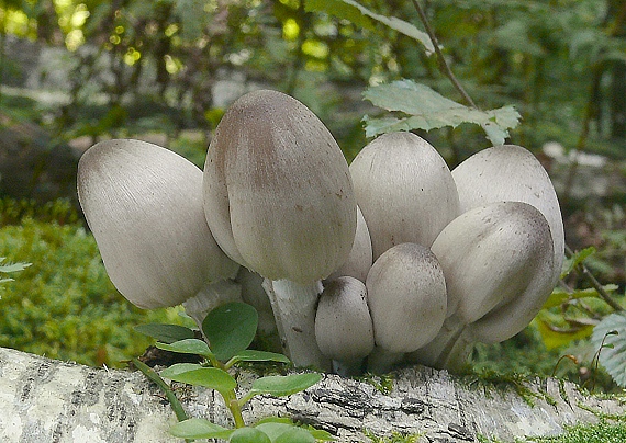 hnojník atramentový Coprinopsis atramentaria (Bull.) Redhead, Vilgalys & Moncalvo