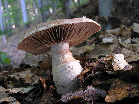 pavučinovec Cortinarius sp.