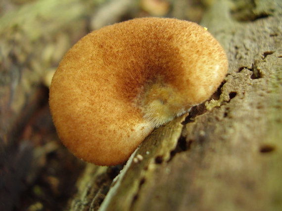 pahliva šafranová Crepidotus crocophyllus (Berk.) Sacc.