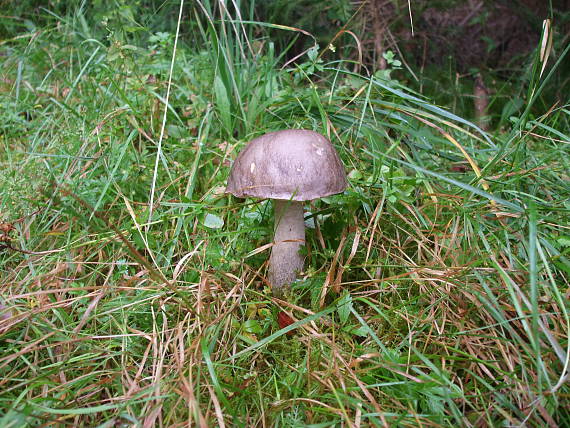 kozák brezový Leccinum scabrum (Bull.) Gray