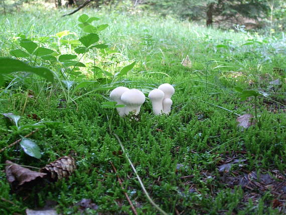 prášnica bradavičnatá Lycoperdon perlatum Pers.