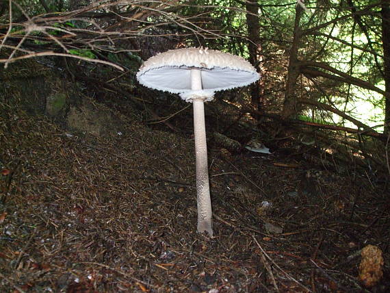 bedľa vysoká Macrolepiota procera (Scop.) Singer