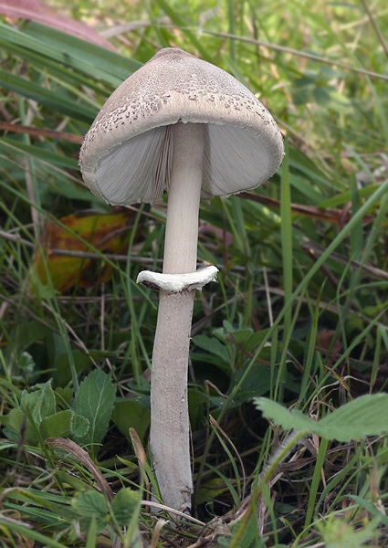 bedľa Macrolepiota sp.