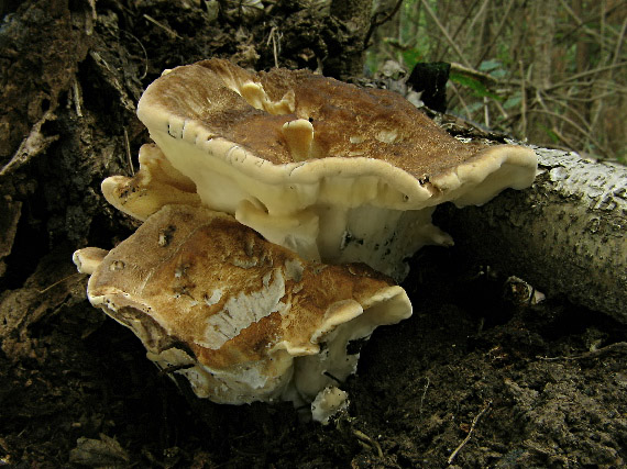 vejárovec obrovský Meripilus giganteus (Pers.) P. Karst.