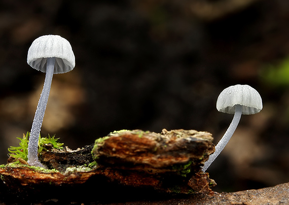 prilbička modrosivá Mycena pseudocorticola Kühner