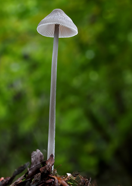 prilbička Mycena sp.