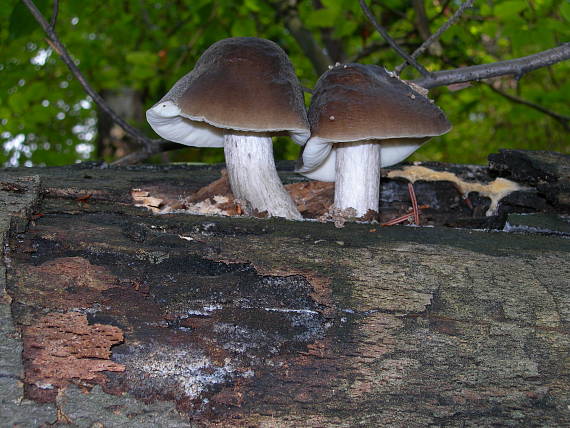 štítovka Pluteus sp.