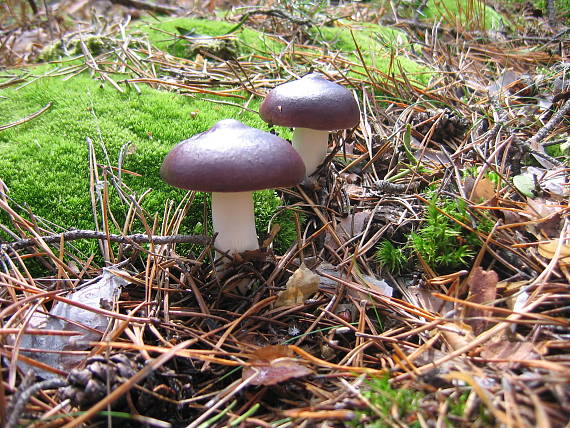 plávka Russula sp.