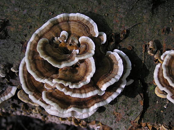 trúdnikovec pestrý Trametes versicolor (L.) Lloyd