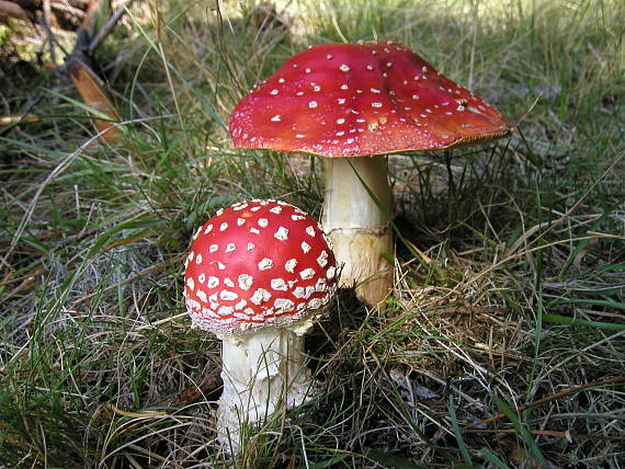 muchotrávka červená Amanita muscaria (L.) Lam.