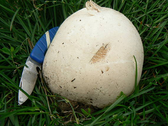 vatovec obrovský Calvatia gigantea (Batsch) Lloyd