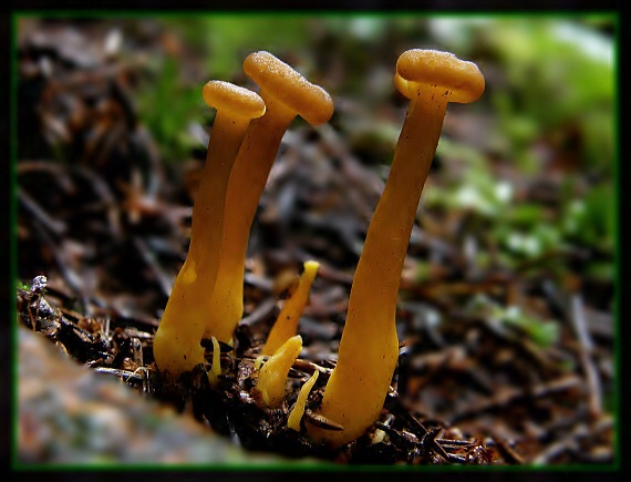 kuriatko Cantharellus sp.