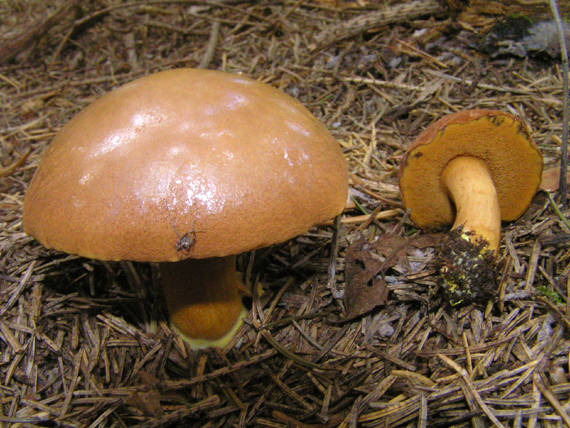 meďovec korenistý Chalciporus piperatus (Bull.) Bataille