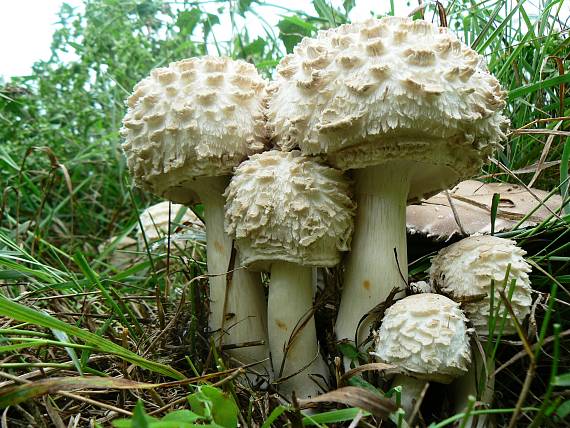 bedľa červenejúca záhradná Chlorophyllum brunneum (Farl. & Burt) Vellinga