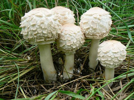 bedľa červenejúca záhradná Chlorophyllum brunneum (Farl. & Burt) Vellinga