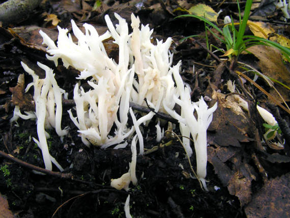 konárovka hrebenitá Clavulina coralloides (L.) J. Schröt.