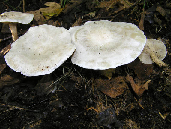 strmuľka Clitocybe sp.