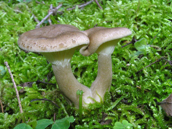 strmuľka Clitocybe sp.