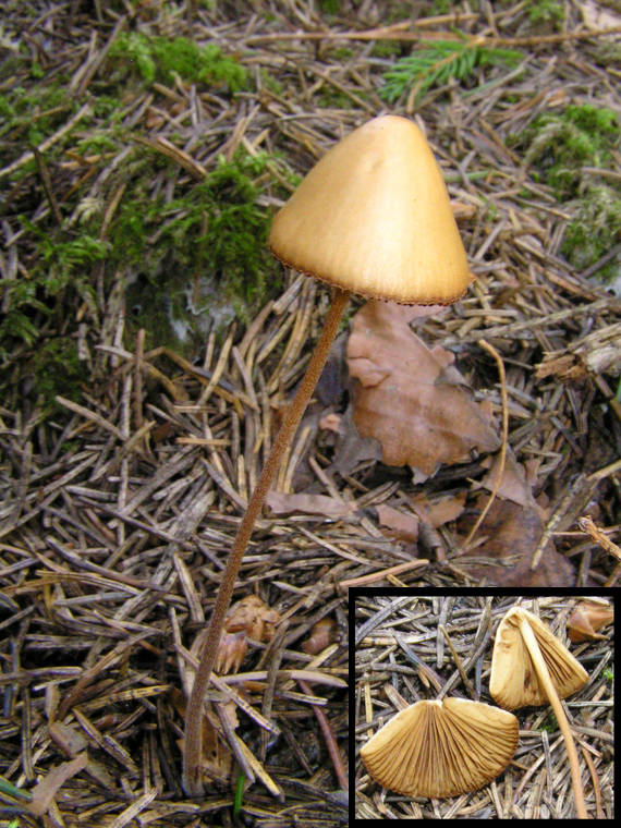 kapucňovec Conocybe sp.