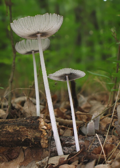 hnojník chlpatý Coprinopsis lagopus (Fr.) Redhead, Vilgalys & Moncalvo