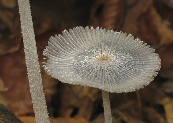 hnojník chlpatý Coprinopsis lagopus (Fr.) Redhead, Vilgalys & Moncalvo