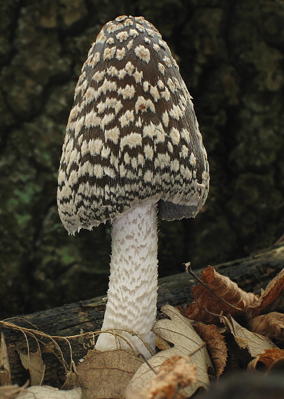 hnojník strakatý Coprinopsis picacea (Bull.) Redhead, Vilgalys & Moncalvo