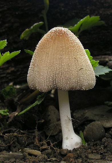 hnojník Coprinus  sp.