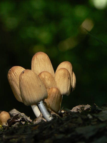 hnojnik Coprinus sp.