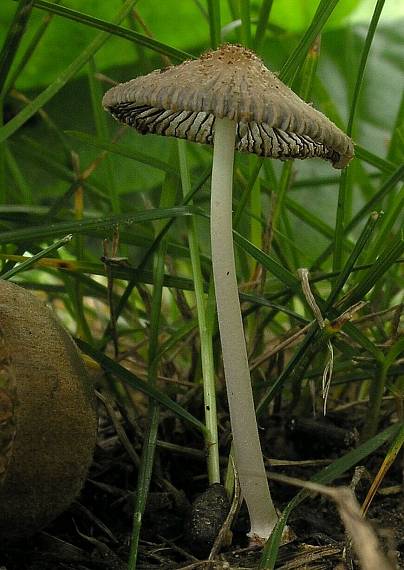 hnojník Coprinus sp.