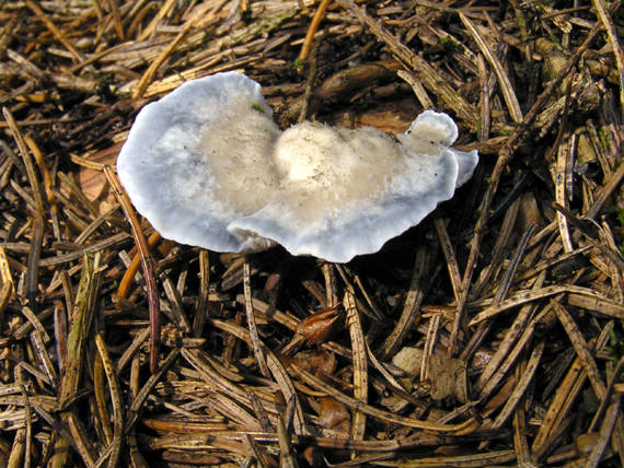 šťavnatec modrastý Cyanosporus caesius (Schrad.) McGinty