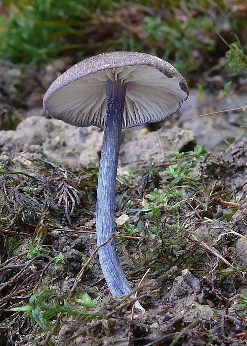 hodvábnica Entoloma sp.