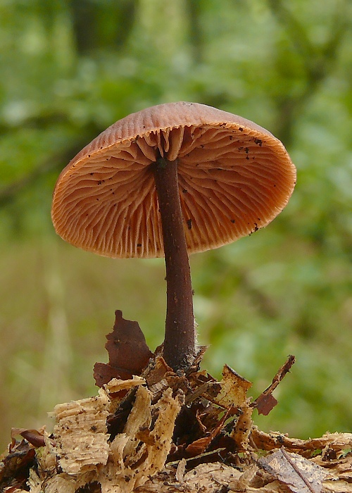 hodvábnica Entoloma sp.