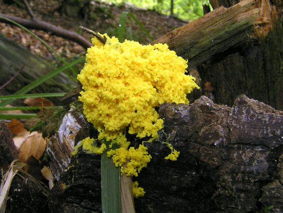 slizovka žĺtková Fuligo septica (L.) F.H. Wigg.