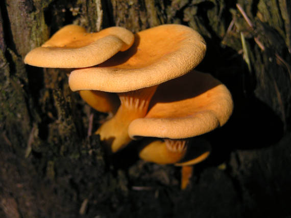 líška oranžová Hygrophoropsis aurantiaca (Wulfen) Maire