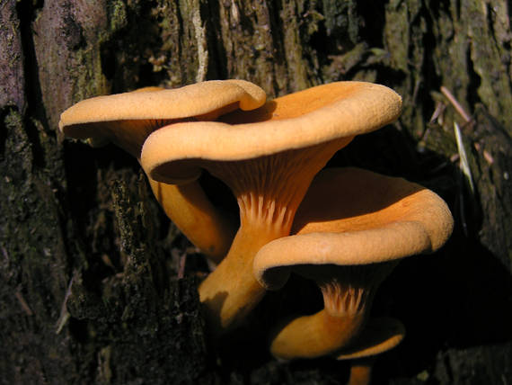 líška oranžová Hygrophoropsis aurantiaca (Wulfen) Maire