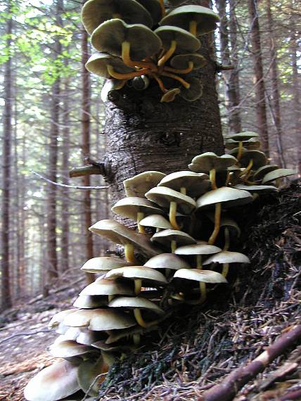 strapcovka zväzkovitá Hypholoma fasciculare (Huds.) P. Kumm.