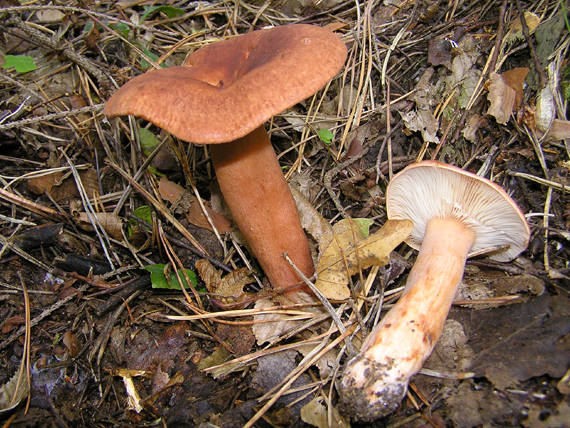 rýdzik Lactarius sp.