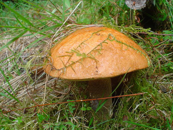 kozák osikový Leccinum albostipitatum den Bakker & Noordel.