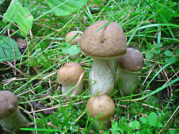 kozák hrabový Leccinum pseudoscabrum (Kallenb.) Šutara