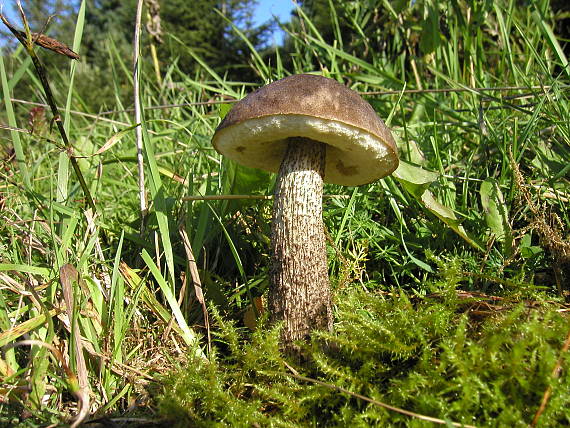 kozák brezový Leccinum scabrum (Bull.) Gray