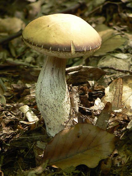 kozák Leccinum sp.