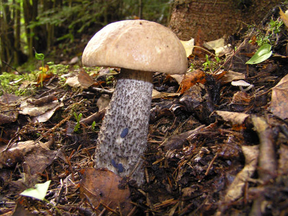 kozák Leccinum sp.