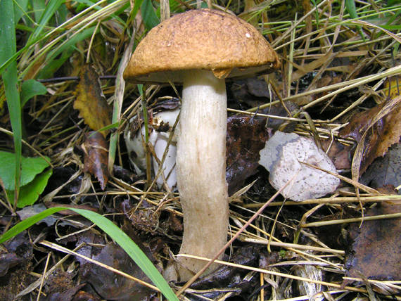 kozák Leccinum sp.