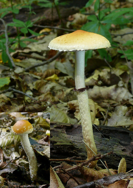 golierovka šupinkatá Leratiomyces squamosus var. squamosus (Pers.) Bridge & Spooner